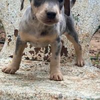 Catahoula Leopard Puppies for sale in Jackson Ave, Queens, NY 11101, USA. price: $600