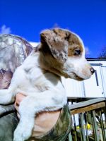 Catahoula Leopard Puppies for sale in Hot Springs, Arkansas. price: $75