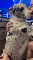 Catahoula Leopard Puppies for sale in San Diego, California. price: $1,000