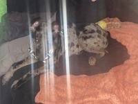 Catahoula Leopard Puppies for sale in Manchester, New Hampshire. price: $600