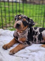 Catahoula Leopard Puppies for sale in Cumby, Texas. price: $150