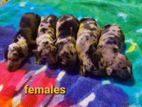 Catahoula Leopard Puppies Photos