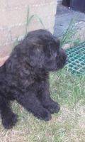 Catalan Sheepdog Puppies for sale in Edison, NJ 08837, USA. price: NA