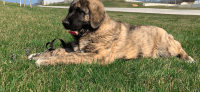 Caucasian Shepherd Puppies for sale in Bethlehem, PA, USA. price: NA