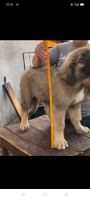 Caucasian Shepherd Puppies for sale in Hyderabad, Telangana, India. price: 800000 INR