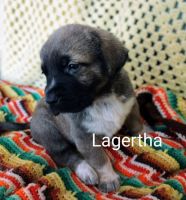 Caucasian Shepherd Puppies for sale in Warwick, RI 02889, USA. price: NA