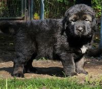 Caucasian Shepherd Puppies for sale in Pinconning, MI 48650, USA. price: NA