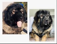Caucasian Shepherd Puppies for sale in Moberly, MO, USA. price: NA