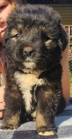 Caucasian Shepherd Puppies for sale in Pinconning, MI 48650, USA. price: $1,800