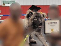 Caucasian Shepherd Puppies for sale in Aberdeen, Maryland. price: NA