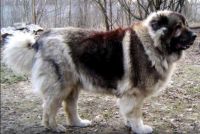 caucasian shepherd dog