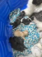 Cava Tzu Puppies for sale in Norfolk, VA, USA. price: NA