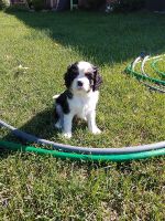 Cava Tzu Puppies for sale in Milwaukee County, WI, USA. price: NA