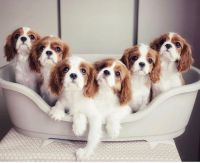 Cavachon Puppies for sale in Austin, TX, USA. price: NA