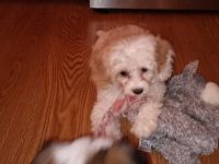Cavachon Puppies for sale in West Branch, MI 48661, USA. price: NA