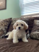 Cavachon Puppies for sale in Woodbridge, VA 22191, USA. price: NA