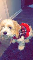 Cavachon Puppies for sale in West Des Moines, IA, USA. price: NA