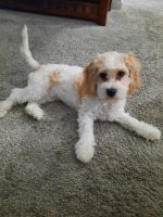Cavachon Puppies for sale in Burlington, KY 41005, USA. price: NA