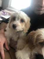 Cavachon Puppies for sale in Oberlin, OH 44074, USA. price: NA