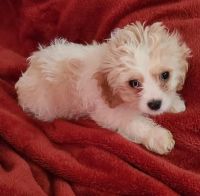 Cavachon Puppies for sale in Odell, NE 68415, USA. price: NA