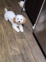 Cavachon Puppies for sale in Coral Springs, FL, USA. price: NA
