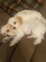 Cavachon Puppies for sale in Littlestown, PA 17340, USA. price: NA