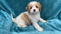 Cavachon Puppies for sale in King William County, VA, USA. price: NA