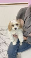 Cavachon Puppies for sale in Middlesex, NJ 08846, USA. price: NA