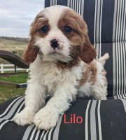 Cavachon Puppies for sale in Coshocton, OH 43812, USA. price: NA