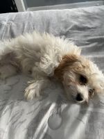 Cavachon Puppies for sale in West Haven, CT 06516, USA. price: NA