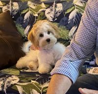 Cavachon Puppies for sale in New Britain, CT, USA. price: NA