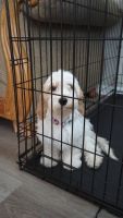 Cavachon Puppies for sale in Pinellas County, FL, USA. price: NA