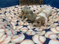 Cavachon Puppies for sale in Ellenville, NY, USA. price: NA