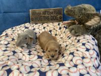 Cavachon Puppies for sale in Ellenville, NY, USA. price: NA