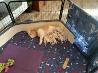 Cavachon Puppies for sale in Belleville, MI 48111, USA. price: NA