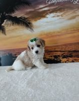 Cavachon Puppies for sale in Millersburg, OH 44654, USA. price: $500