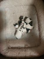 Cavachon Puppies for sale in Beloit, Wisconsin. price: $1,500