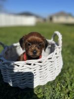 Cavachon Puppies for sale in Deltona, Florida. price: $1,000