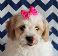 Cavachon Puppies for sale in Jacksonville, FL, USA. price: NA