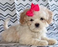 Cavachon Puppies for sale in New York, NY, USA. price: NA