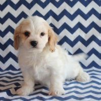 Cavachon Puppies for sale in Phoenix, AZ, USA. price: NA