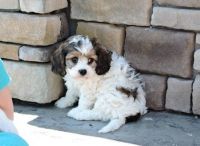 Cavachon Puppies for sale in Escondido, CA, USA. price: NA