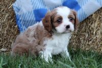Cavachon Puppies for sale in Allen St, New York, NY 10002, USA. price: NA