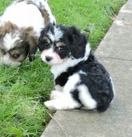 Cavachon Puppies for sale in Rice, MN 56367, USA. price: NA