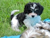 Cavachon Puppies for sale in Salem, OR, USA. price: NA