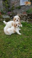 Cavachon Puppies for sale in Columbus, OH, USA. price: NA