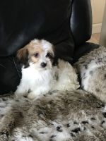 Cavachon Puppies for sale in Boston, MA, USA. price: NA