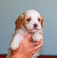 Cavachon Puppies for sale in New York, NY, USA. price: NA
