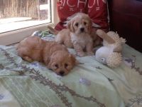 Cavachon Puppies for sale in Columbus, GA, USA. price: NA
