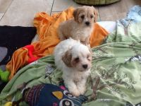 Cavachon Puppies for sale in Orlando, FL, USA. price: NA